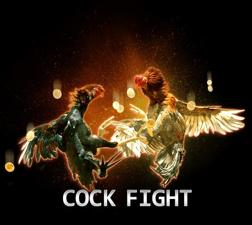 Bermain Cock Fight Sbobet